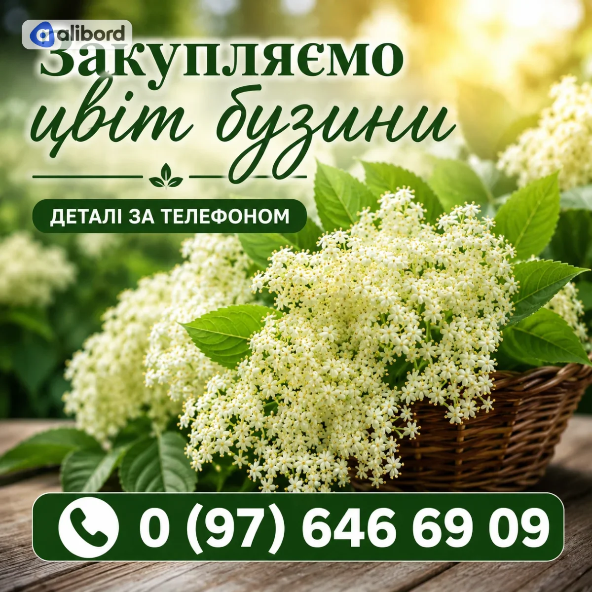 Приймаємо цвіт бузини